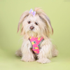 Pets Way Pine Air Mesh Printed Harness for Puppies and Small Dogs Dogs-Collar, Leashes, harnesses Pets Way