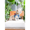 Pets Way Foxie Air Mesh Printed Harness for Puppies and Small Dogs Dogs-Collar, Leashes, harnesses Pets Way