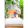 Pets Way Foxie Air Mesh Printed Harness for Puppies and Small Dogs Dogs-Collar, Leashes, harnesses Pets Way
