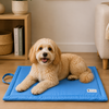 Pet Set Go Coloured Mat for Dogs (Blue) Dogs-Bedding, Mats & Travel Supplies Pet Set Go Dropship S