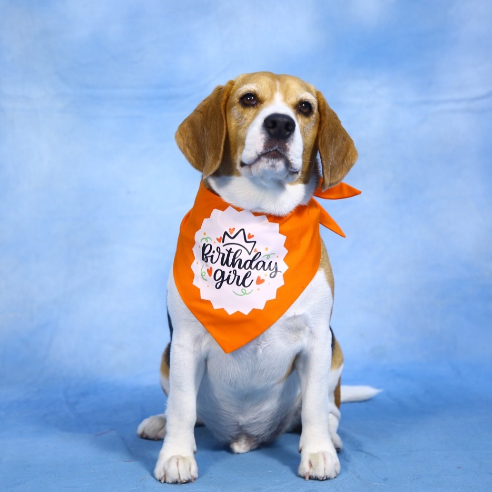 Dogobow Birthday Girl Printed Bandana for Dogs (Orange/White) Dogs-Clothing & Accessories Dogobow Dropship