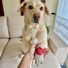 Raksha Bandhan Siblings for Life Rakhi for Dogs & Cats by Dogobow Both-Clothing & Accessories Dogobow Dropship