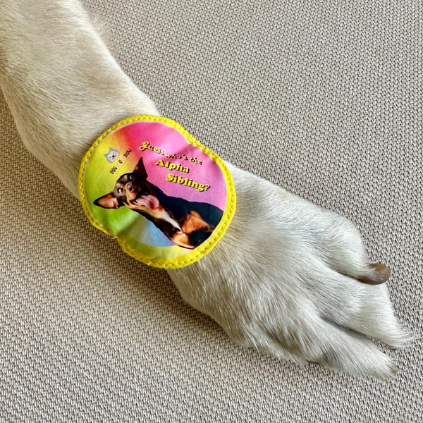 Raksha Bandhan Alpha Sibling Rakhi for Dogs & Cats by Dogobow