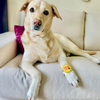 Raksha Bandhan Best Bro Rakhi for Dogs & Cats by Dogobow Both-Clothing & Accessories Dogobow Dropship