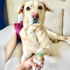 Raksha Bandhan Goodest Boy Rakhi for Dogs & Cats by Pawgypets Both-Clothing & Accessories Dogobow Dropship One Size