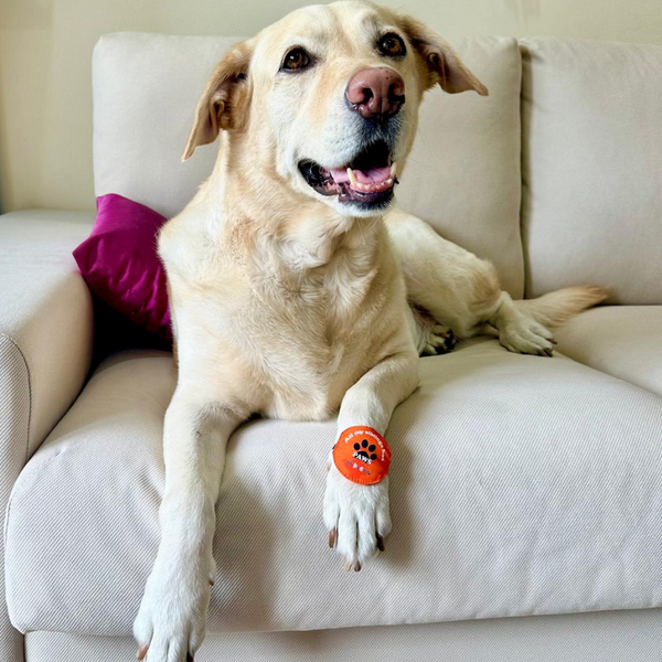 Raksha Bandhan All My Siblings Has Paws Rakhi for Dogs & Cats by Dogobow