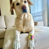 Raksha Bandhan Alpha Sibling Rakhi for Dogs & Cats by Dogobow Both-Clothing & Accessories Dogobow Dropship
