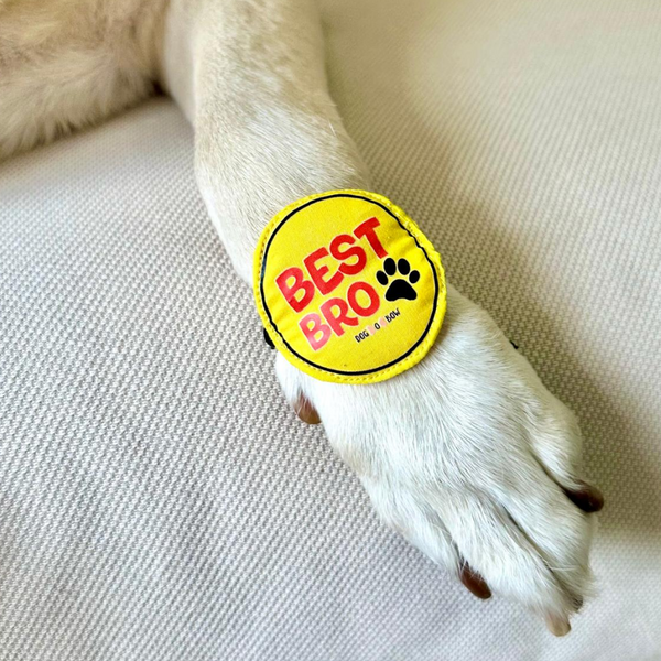 Raksha Bandhan Best Bro Rakhi for Dogs & Cats by Dogobow