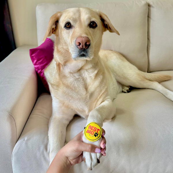 Raksha Bandhan Best Bro Rakhi for Dogs & Cats by Dogobow
