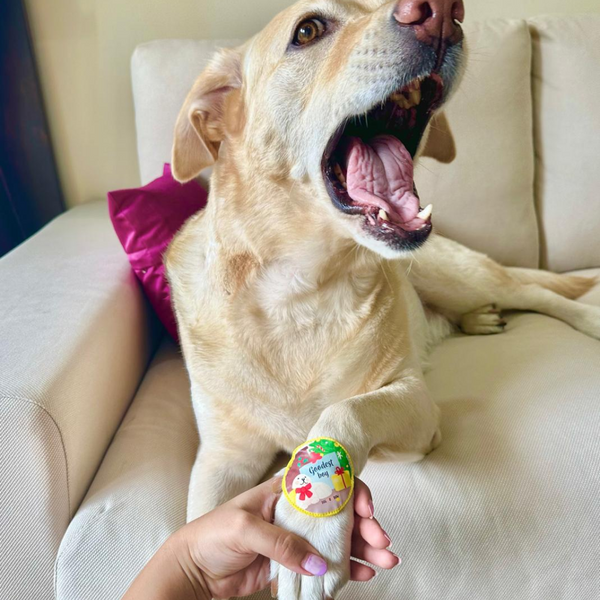 Raksha Bandhan Goodest Boy Rakhi for Dogs & Cats by Pawgypets