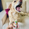 Raksha Bandhan Goodest Boy Rakhi for Dogs & Cats by Pawgypets Both-Clothing & Accessories Dogobow Dropship