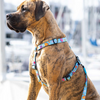 Max & Molly Blue Ocean Harness for Dogs (Blue) Dogs-Collar, Leashes, harnesses Max & Molly Dropship