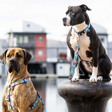 Max & Molly Blue Ocean Harness for Dogs (Blue)