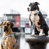 Max & Molly Blue Ocean Harness for Dogs (Blue) Dogs-Collar, Leashes, harnesses Max & Molly Dropship