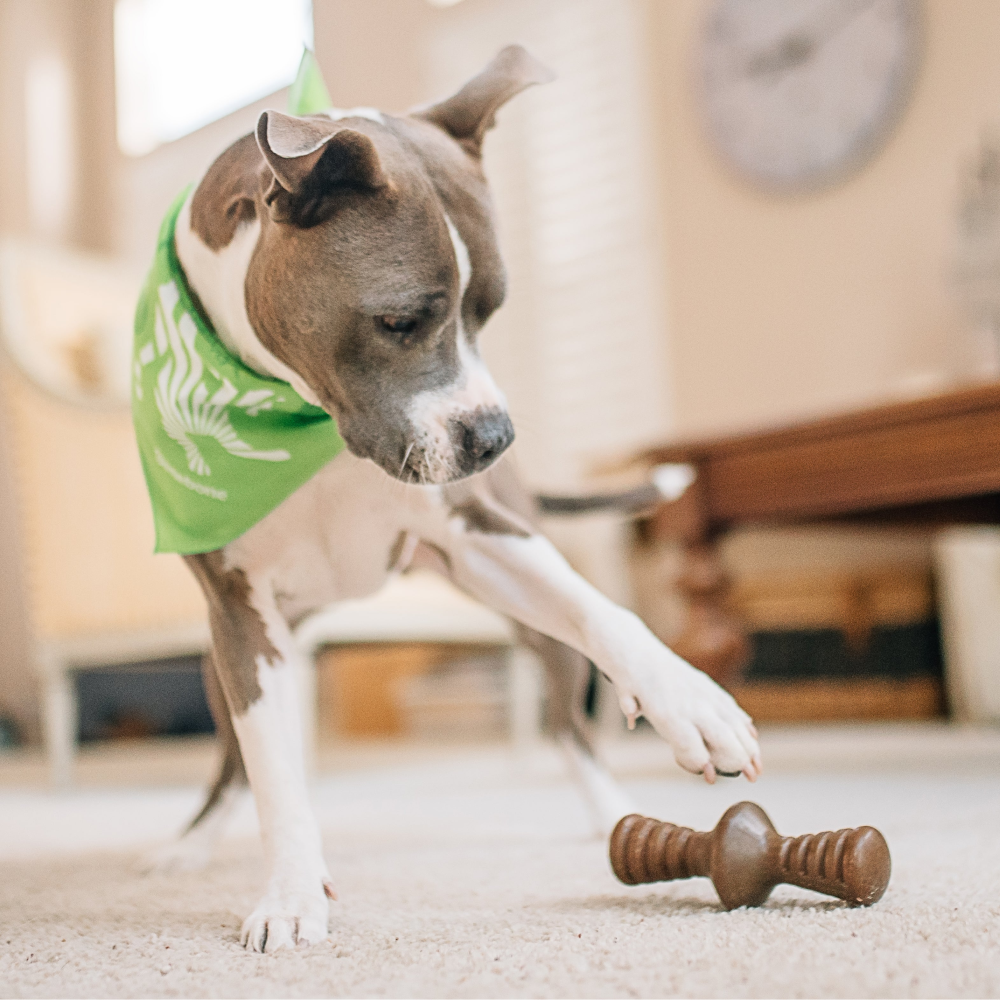 Benebone Chicken Flavored Zaggler Chew Toy for Dogs Dogs-Toys Benebone