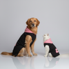 Skatrs Midnight Pop In-Style Hoodie For Dogs and Cats (Black & Neon Pink) Both-Clothing & Accessories Skatrs