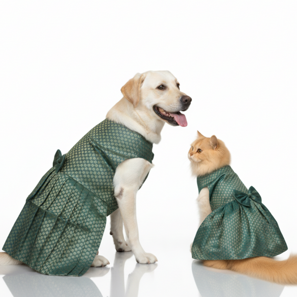Skatrs Brocade Gold Printed Dress for Dogs and Cats (Teal)