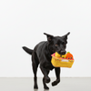 Skatrs Pawldiram Mithai Box Plush Toy for Dogs Both-Toys Skatrs