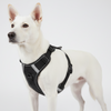 Skatrs Fully Padded Comfort Midnight Reflective Harness for Dogs & Cats (Black) Both-Collar, Leashes, harnesses Skatrs