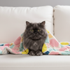 Skatrs ColorPop Blanket for Dogs & Cats Both-Bedding, Mats & Travel Supplies Skatrs