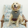 Pets Way Frost Winter Jacket for Dogs (Wine) Dogs-Clothing & Accessories Pets Way Dropship
