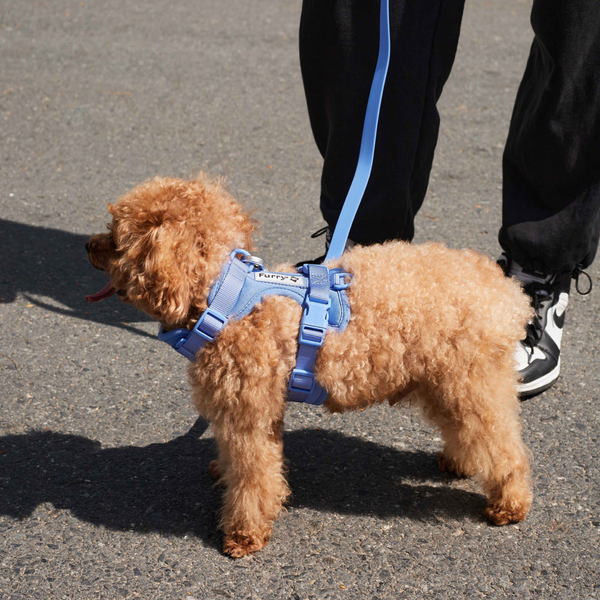 Furry & Co Weatherproof Collar and Leash for Dogs Combo (Everest Blue) - M
