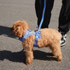 Furry & Co Weatherproof Collar and Leash for Dogs Combo (Everest Blue) - M Dogs-Collar, Leashes, harnesses Furry & Co