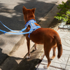 Furry & Co Weatherproof Collar and Leash for Dogs Combo (Everest Blue) - M Dogs-Collar, Leashes, harnesses Furry & Co