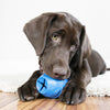 Kong Genius Leo Toy for Dogs (Blue) Dogs-Toys Kong