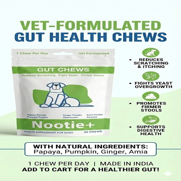 Nootie+ Digestive & Probiotic Gut Chew Supplement for Dogs