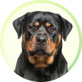 Rottweiler Breed Information: History, Traits, and Care | Supertails