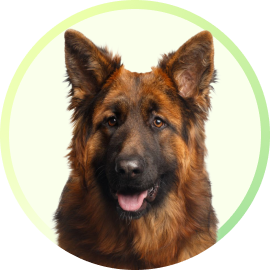 Supertails Clinic Whitefield