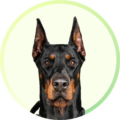 Buy Vetina Mind Calming Tablet for Dogs Online in India Supertails