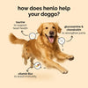 Henlo Baked Chicken Adult and Puppy Dog Dry Food | 100% Human Grade Ingredients Dogs- Dry Food Henlo