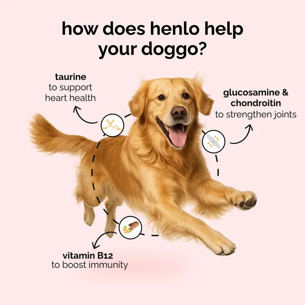 Henlo Baked Chicken Adult and Puppy Dog Dry Food | 100% Human Grade Ingredients Dogs- Dry Food Henlo