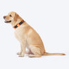 HUFT Xplorers Collar for Dogs (Black) Dogs-Collar, Leashes, harnesses Heads Up for Tails