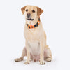 HUFT Xplorers Collar for Dogs (Black) Dogs-Collar, Leashes, harnesses Heads Up for Tails