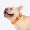 HUFT Xplorers Collar for Dogs (Orange) Dogs-Collar, Leashes, harnesses Heads Up for Tails
