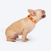 HUFT Xplorers Collar for Dogs (Orange) Dogs-Collar, Leashes, harnesses Heads Up for Tails