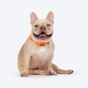 HUFT Xplorers Collar for Dogs (Orange) Dogs-Collar, Leashes, harnesses Heads Up for Tails