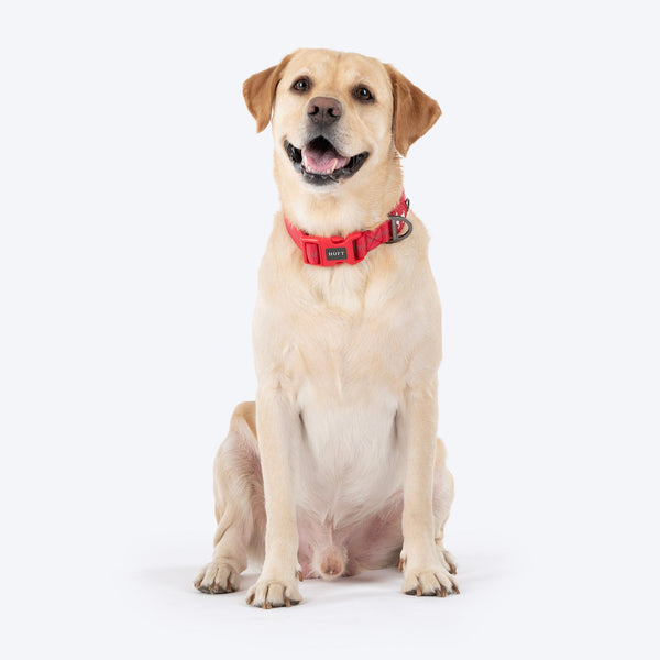 HUFT Xplorers Collar for Dogs (Red)