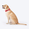 HUFT Xplorers Collar for Dogs (Red) Dogs-Collar, Leashes, harnesses Heads Up for Tails