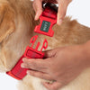 HUFT Xplorers Collar for Dogs (Red) Dogs-Collar, Leashes, harnesses Heads Up for Tails
