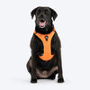 HUFT Xplorers Harness for Dogs (Orange) Dogs-Collar, Leashes, harnesses Heads Up for Tails S