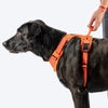 HUFT Xplorers Harness for Dogs (Orange) Dogs-Collar, Leashes, harnesses Heads Up for Tails