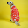 Skatrs All Hearts Printed Shirt for Dogs and Cats (Red) Both-Clothing & Accessories Skatrs XS