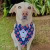 Dogobow Hearty Print Tuxedo Bandana for Dogs (Blue/Red) Dogs-Clothing & Accessories Dogobow Dropship