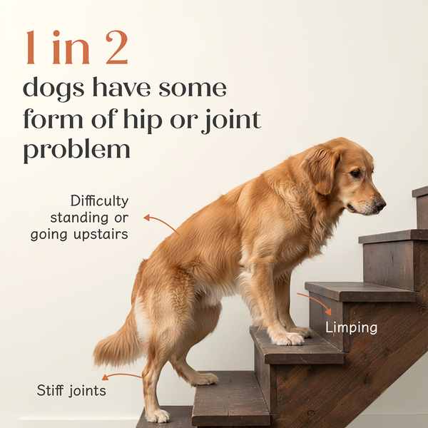 Hope Chicken Flavoured Hip and Joint Health Supplement for Dogs
