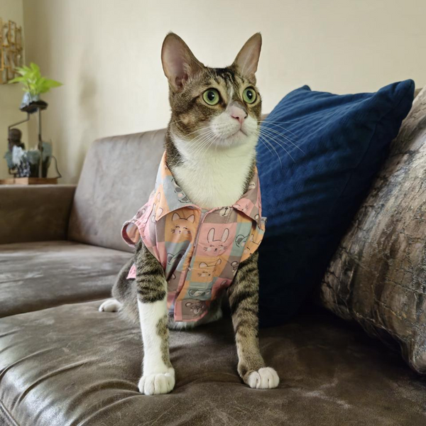 15 Furries Kitty Dreams Shirt for Cats (Multicolour)