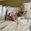 15 Furries Kitty Dreams Shirt for Cats (Multicolour) Cats-Clothing & Accessories 15 Furries Dropship